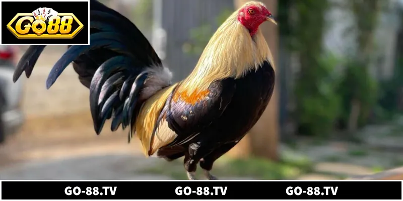 7 Bí Quyết Chơi Đá Gà Tre Hiệu Quả Dành Cho Người Mới